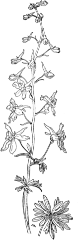 Delphinium Bicolor Or Little Larkspur Or Low Larkspur Coloring Page